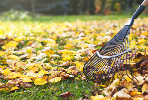 Pulizia Del Giardino -Pulizia Del Giardino 1 1